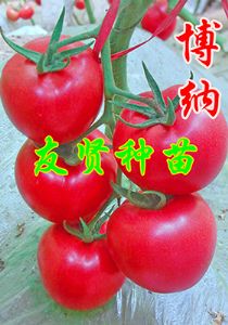 供应博纳—粉色大番茄种子