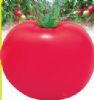 供应顶粉—番茄种子