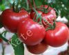 供应番茄品种—粉迪尼217