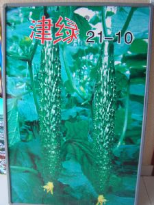供应津绿21-10-黄瓜种子