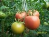 求购优质番茄种子