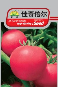 供应佳奇倍尔-番茄种子