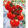 供应布加迪—番茄种子