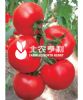 供应纳罗（抗TY）—番茄种子