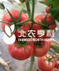 供应芬迪（高抗TY）—番茄种子