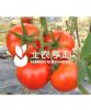 供应图森—番茄种子