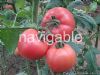 供应欧宝莱—番茄种子