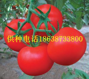 供应红楼—番茄种子