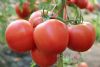 供应粉贝娜—番茄种子