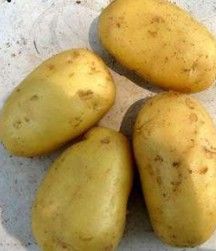 供应马铃薯（土豆）