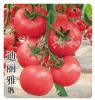 供应迪丽雅—番茄种子