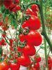 供应热火—番茄种子