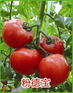 供应粉德宝-番茄种子