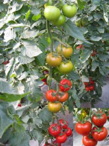 供应双赢－红果番茄种子