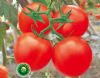 供应优红2012—番茄种子