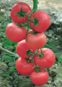 供应优粉1013—番茄种子