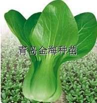 供应诺华—青梗菜种子