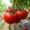 供应优质西红柿种子-KTH-08