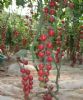 供应优质小西红柿种子-粉尼尔