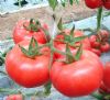 供应优质西红柿种子-美卡利亚