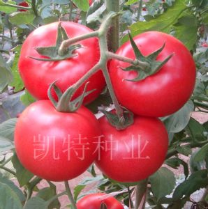 供应优质西红柿种子-马尔代夫