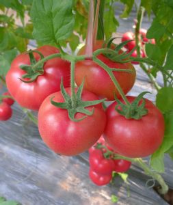 供应越夏西红柿种子-宙斯盾