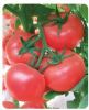 供应荷兰硬粉王-番茄种子