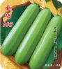 供应盛绿102—西葫芦种子