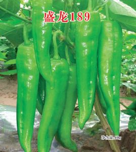 供应盛龙189—辣椒种子