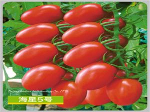 供应海星5号（红果樱桃番茄）—番茄种子