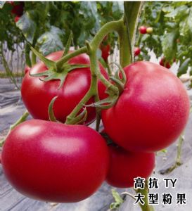 供应德利08-02—番茄种苗
