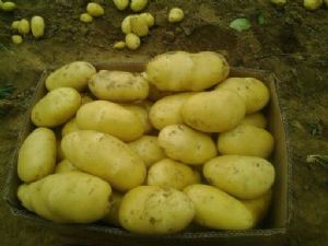 供应土豆