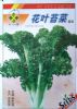供应花叶苔菜—苔菜种子