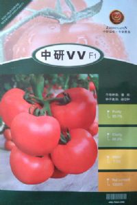 供应中研VV—番茄种子