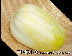 供应特抗金峰-薄皮甜瓜种子