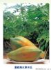 供应夏威夷水果木瓜—木瓜种子