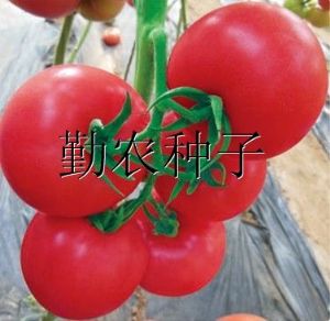 供应浩美008番茄种子