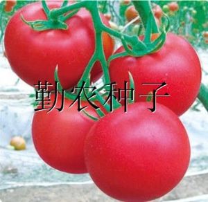 供应菲特番茄种子