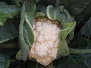 供应卡奇90-95天—白花菜种子