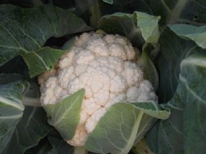 供应雪月65天—白花菜种子