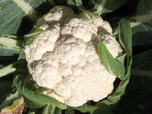 供应岩峰70天—白花菜种子