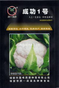 供应成功1号—白花菜种子