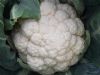 供应赛雪—白花菜种子