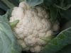 供应胜雪90-95天—白花菜种子
