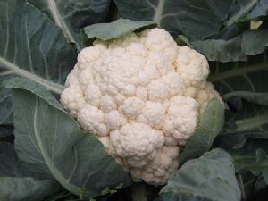供应雅雪50天—白花菜种子