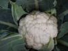 供应雪钻85天—白花菜种子