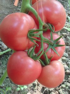 供应瑞粉5号—番茄种子
