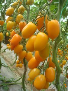 供应金罗曼—番茄种子