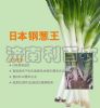 供应日本钢葱王（进口）—大葱种子