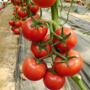 供应斯特918—番茄种子